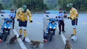 Clip du khách dùng chuối chọc ghẹo đàn khỉ ở Sơn Trà gây phẫn nộ: Ban quản lý vào cuộc khẩn