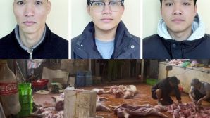 Khởi tố nhóm người ở Hưng Yên thu gom lợn bệnh, lợn chết để giết mổ rồi đem đi bán nhiều nơi