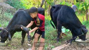 Thanh Hóa: Người dân đổ xô đến xem con bò 6 chân kỳ quái, chủ nhân bật mí nguồn gốc