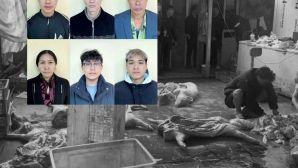 Triệt phá đường dây ‘phù phép’ 4,6 tấn lợn dịch tả châu Phi ra thị trường tại Hưng Yên