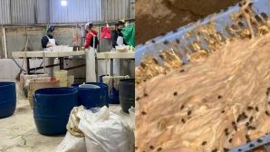 Cận cảnh ‘công xưởng’ chế biến lòng lợn bốc mùi, ruồi nhặng bâu kín ở Bắc Ninh