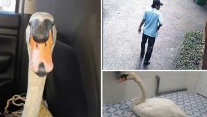 Trộm đột nhập Thảo Cầm Viên lấy thiên nga trắng hơn 60 triệu và cuộc giải cứu xuyên đêm nghẹt thở