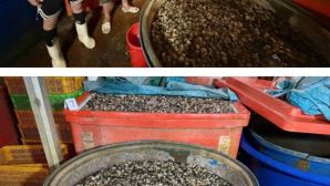 Bí mật phía sau 3.000 tấn ốc ngâm hóa chất cực độc ở TP.HCM: Cảnh báo hệ lụy sức khỏe nguy hiểm