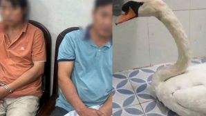 Mua thiên nga trộm từ Thảo cầm viên giá 2 triệu đồng để nhân giống: Ý đồ hay sự cố?
