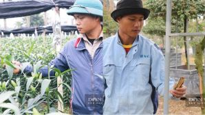 Vườn ly, hồng cổ bán Tết bị chặt phá ngay trước ngày thu hoạch, người dân bật khóc khi năm mới gần kề