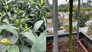 Công an thông tin vụ kẻ gian chặt phá vườn ly, hoa hồng bán Tết, chủ nhân suy sụp mất ăn mất ngủ