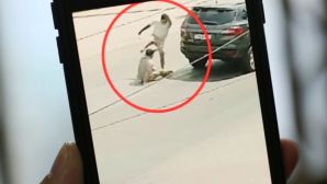 Diễn biến mới vụ tài xế đánh chết người sau va chạm xe ở Tây Ninh gây phẫn nộ dư luận