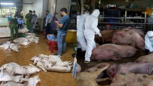 Hàng chục tấn thịt lợn bẩn suýt ra chợ Tết, Công an Quảng Ngãi phanh phui đường dây giết mổ tinh vi