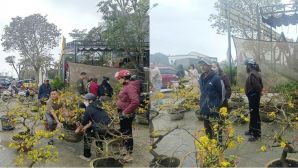 Người đàn ông từ Gia Lai ra Nghệ An bán mai ‘bị lừa’ trắng trợn và cái kết ấm lòng cư dân mạng