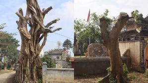 Cổ thụ trăm tuổi bị cưa trụi ở Huế: Vì sao chính quyền khẳng định 'không vi phạm Luật Di sản'?