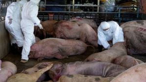 Kịp thời 'chặn đứng' hàng chục tấn lợn bẩn, lợn nhiễm bệnh chuẩn bị 'tuồn' ra ngoài thị trường
