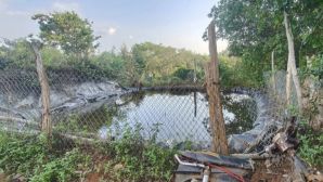 Vụ phát hiện thi thể bé gái 2 ngày tuổi dưới ao ở Hải Phòng, mẹ ruột có thể đối diện khung hình phạt nào?