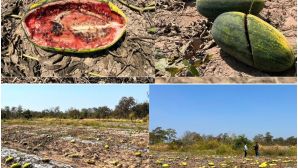 Nguyên nhân đằng sau vụ 200 tấn dưa hấu tới độ thu hoạch nhưng bị bỏ thối, chỉ có trâu bò tới ăn