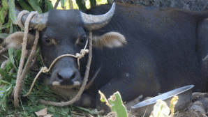 Con trâu 'điên' húc 2 người bị thương đã chạy sang Lào, tình hình các nạn nhân sau sự cố?