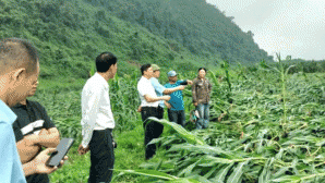 Cập nhật thiệt hại vụ lốc xoáy quét qua nhiều khu dân cư và diện tích canh tác tại Quảng Trị