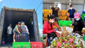 Lý do nhiều nhà kho Tây Ninh đồng loạt hủy hợp đồng mua thanh long, chấp nhận đền tiền, bỏ hàng