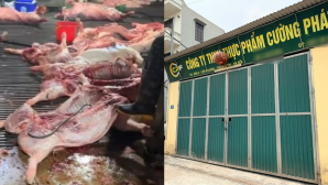 Vụ 300 tấn thịt lợn bệnh tuồn ra thị trường: Trường học nào từng dùng thịt từ Công ty Cường Phát?