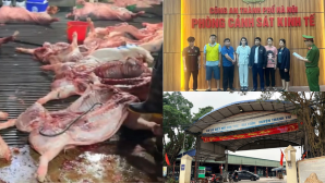 Hé lộ cách 300 tấn thịt lợn bệnh ở Hà Nội ‘qua mặt’ kiểm dịch
