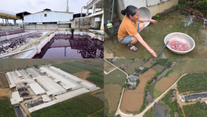 Nước giếng đổi màu, hàng chục hộ dân thiếu nước: Nhà máy giặt là ở Thanh Hóa bị dừng hoạt động