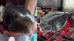 Du khách Hà Nội tố bị ‘chặt chém’ con cá gần 3 triệu đồng/kg, các chủ nhà hàng ở Nha Trang lên tiếng