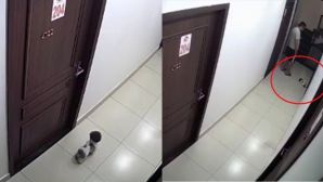 Lời giải thích của nam thanh niên đá chết chú chó nhỏ rồi thản nhiên cho vào thùng rác chung cư