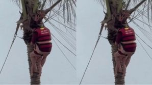 Lý do hai mẹ con treo lơ lửng, bám trên cây dừa ở Hạ Long chờ lực lượng cứu hộ giải cứu