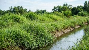 Phát hiện hộp sọ người bên bờ mương ở Nghệ An: Công an khẩn trương vào cuộc điều tra