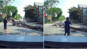 Clip cưa cây đổ đè trúng xe máy khiến người điều khiển ngã ra đường bất tỉnh
