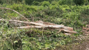 Rủ người quen cưa cây trong vườn, người đàn ông bị cây đè tử vong: Lý do nạn nhân bị cây đè trúng