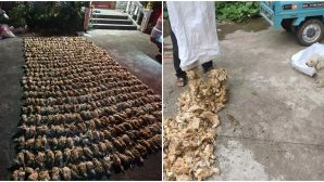 Bóng đen bí ẩn ập xuống trang trại cùng những âm thanh dữ dội khiến 1.400 con gà chết 