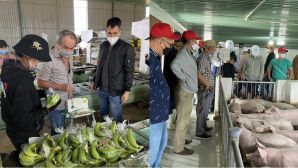 Heo ăn chuối từng là niềm kỳ vọng của bầu Đức hiện tại ra sao?