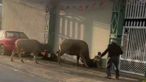 Trâu mẹ bất ngờ húc chủ bất tỉnh, lao vào đám cưới ở Lâm Đồng khiến 6 người bị thương