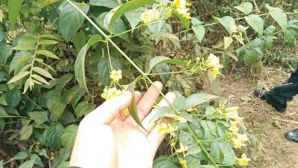 Thông tin chú ý vụ học sinh rủ nhau ăn lá ngón ở Đà Nẵng: 1 em tử vong, 4 người còn lại ra sao?