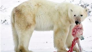 Kinh hoàng cảnh Gấu Bắc Cực buộc phải ăn thịt đồng bọn, nguyên nhân là đây!