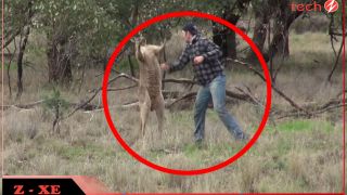 Video: Hành khách nhảy từ trên xe xuống đấm nhau với kangaroo, phản ứng của con vật mới gây bất ngờ