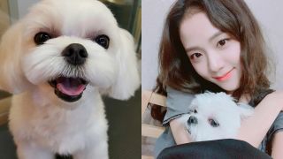 Jisoo được Dior 'sủng lên trời': Đến chó cưng của nàng đại sứ cũng có quà đắt đỏ vào ngày sinh nhật