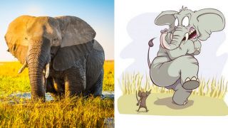 Lý do voi gặp chuột là co vòi đứng im 1 góc, sợ đến toát mồ hôi dù to lớn hơn gấp nghìn lần