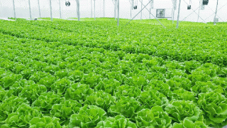 Trưởng bộ môn Rau Hoa quả, Học viện Nông nghiệp VN hướng dẫn cách nhận biết rau có thuốc trừ sâu