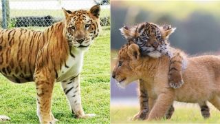 Bí mật về đứa con lai của hổ và sư tử, tiết lộ ngoại hình kỳ lạ, số lượng cực ít trên thế giới