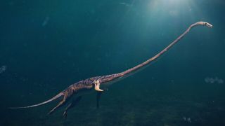 Phát hiện quái vật đại dương 242 triệu năm tuổi: Cổ dài 3m, răng nhọn hoắt săn mồi ‘nhanh như chớp’
