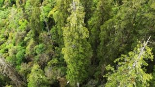 Phát hiện cây cao nhất Châu Á mọc ở hẻm núi sâu nhất hành tinh: Cao hơn cả tượng Nữ thần tự do