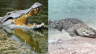 Nơi duy nhất ở Việt Nam nổi tiếng thế giới khi có cá sấu lớn nhất hành tinh, lớn ngang khủng long