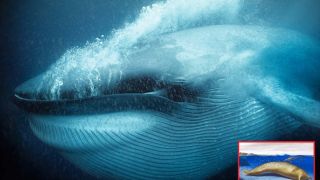 Tìm ra loài động vật lớn nhất thế giới có khối lượng gấp đôi cá voi xanh, chỉ sống dưới biển