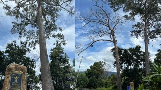 Một cây di sản hàng trăm tuổi tại tỉnh Khánh Hòa bất ngờ bị chết