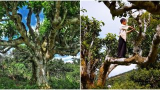 Loại cây được công nhận là 'Cây di sản Việt Nam': Mọc trên độ cao 1200m, cả nước chỉ còn rất ít