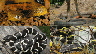 5 loài rắn độc nhất thế giới: Có 1 loài xếp ở vị trí số 2 vô cùng quen thuộc ở Việt Nam