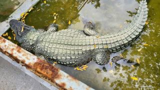 Cận cảnh 'cá sấu vua' lớn nhất Việt Nam: Nặng cả nửa tấn, chiều dài kinh ngạc khiến ai cũng choáng