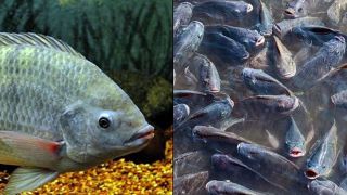 Kỳ dị loài cá ‘biết đi’, đóng băng 2 năm tự hồi sinh: Cái tên quen thuộc với nhiều người Việt Nam