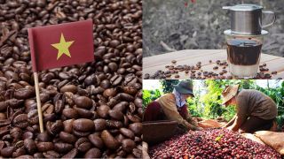 Nguồn gốc thú vị của cà phê Việt Nam, bất ngờ địa phương đầu tiên ở nước ta được trồng cà phê