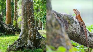 Khám phá rừng cổ thụ giữa lòng thành phố tại VIệt Nam, có tới 500 cây trăm năm tuổi